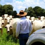 pecuarista-gado-boi