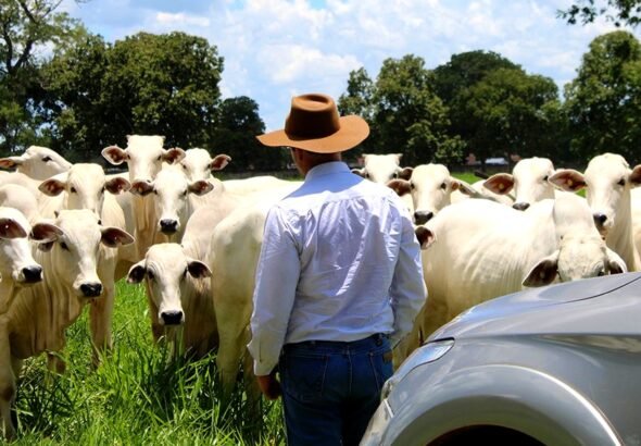 pecuarista-gado-boi